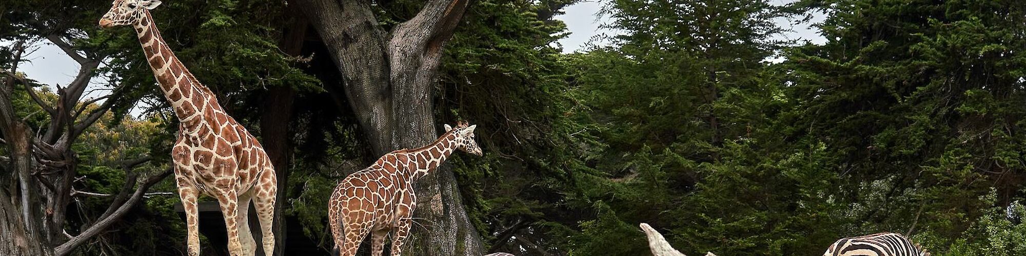 The image shows two giraffes and three zebras in a grassy area with large trees in the background.