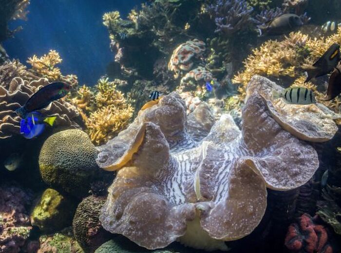 The image depicts an underwater scene with various corals, fish, and marine life in a vibrant coral reef environment.